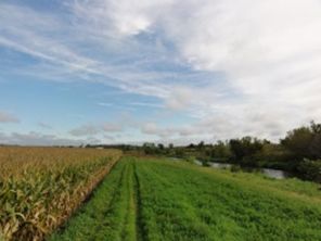 Vegetative buffers with a corn field.