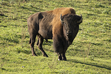 Bison Prairie