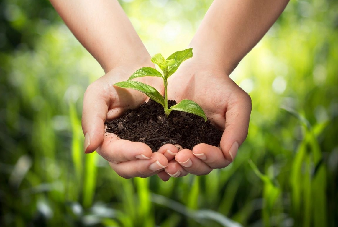 Two hands holding a sprouting plant