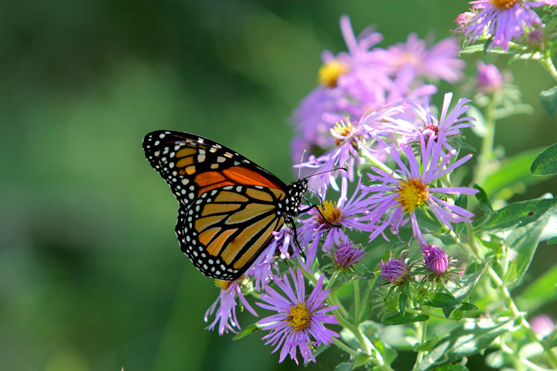 Butterflies and bees at Spring Lake Park Reserve. A monarch butterfly.