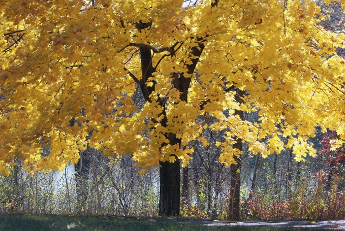 A tree with fall colors.