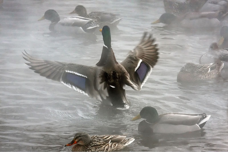 A duck spreading its wings while others float in the water.