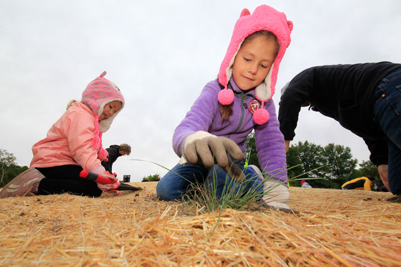 Young girl reaching for a plant at a spring planting event.