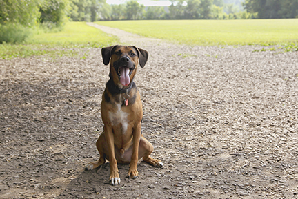 Dog sitting while panting at the Dakota Woods Dog Park.