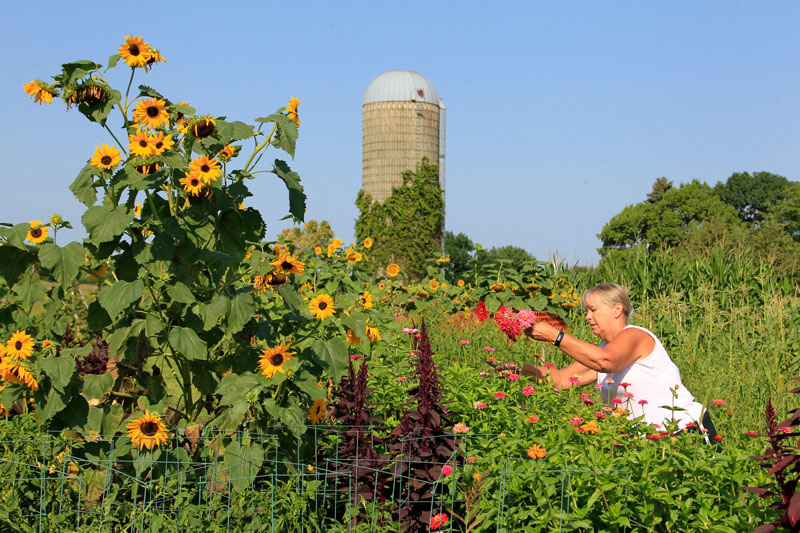 Community garden at Spring Lake Park Reserve