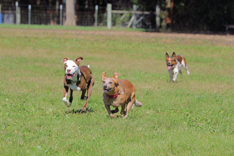 A group of dogs running at Dakota Woods Dog Park.
