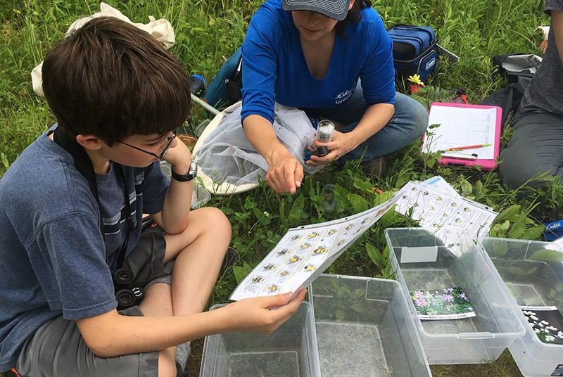 A child looking at a handout during a bee survey.