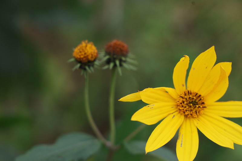 Flowers budding and blooming.