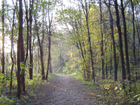 A tree-lined natural trail.